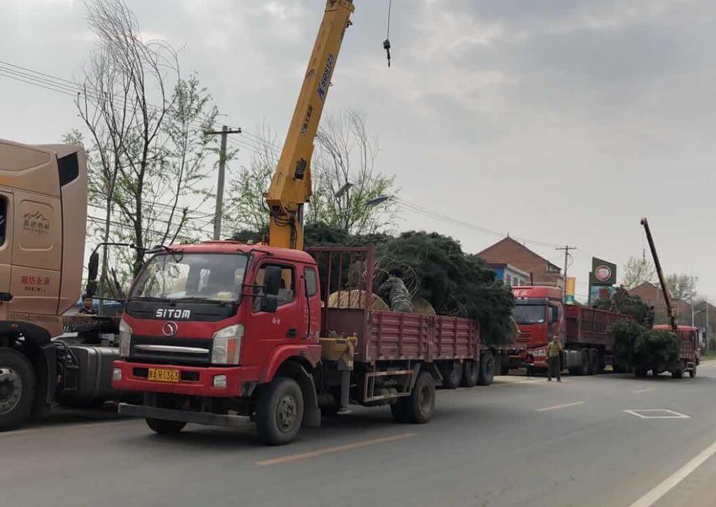 藍田4米白皮松起苗裝車發(fā)往山西