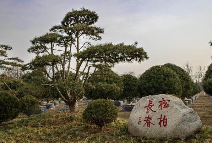 藍(lán)田白皮松造型與盆景圖片